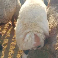 بره درجه یک|حیوانات مزرعه|خورموج, |دیوار