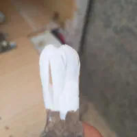 جفت کفتر قره مشگی دمسفید ماده با کله دمسفید نر|پرنده|مشهد, قائم|دیوار