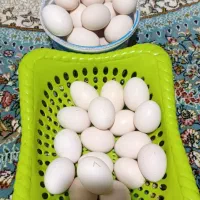 تخم مرغ گلین|حیوانات مزرعه|کلاله, |دیوار