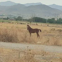 کره اسب|اسب و تجهیزات اسبسواری|شیراز, گویم|دیوار