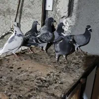 دوبر مسافتی ،سرعتی، نژاد دار|پرنده|اردبیل, |دیوار