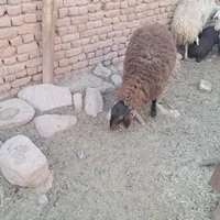 بره ماده هترو|حیوانات مزرعه|تربت‌حیدریه, شهید بهشتی|دیوار