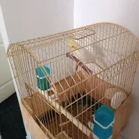 پرنده عروس هلندی|پرنده|دماوند, مسکن مهر گیلاوند|دیوار