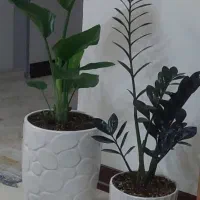 گل و گیاه آپارتمانی