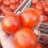 فروش گوجه درجه یک ابگیری گوجه