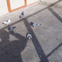 تعداد ۶ کبوتر پلاکی|پرنده|کهریزک, |دیوار