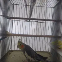 پرنده طوطی عروس هلندی رام|پرنده|سنندج, |دیوار