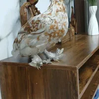 مرغ سلطان سالم و سرحال