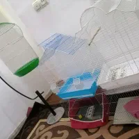 5 عدد قفس پرنده درحدنو|لوازم جانبی حیوانات|کرمان, |دیوار