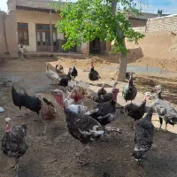 تخم نطفه دار بوقلمون و جوجه بوقلمون