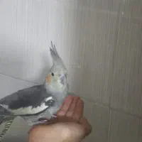 عروس هلندی ماده