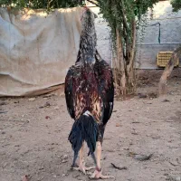 جوجه خروس و مرغ اوشامو|حیوانات مزرعه|تهران, نازیآباد|دیوار