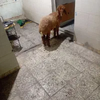 بره ماده