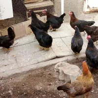 مرغ سیاه تخمگذار یکساله