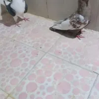 کبوتر سینه  گم شده