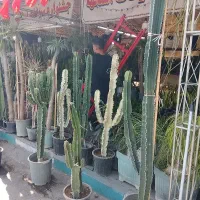 دادزن (مشتری جمع کن) در غرفه