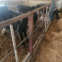 ۳عدد جوانه ۶ماهه