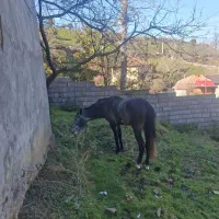 اسب کردنژاددار|اسب و تجهیزات اسب‌سواری|چابکسر, |دیوار