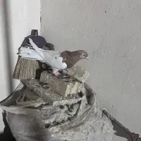 کفتر رنگه|پرنده|مشهد, شهید قربانی|دیوار