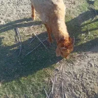 سه عدد معامله