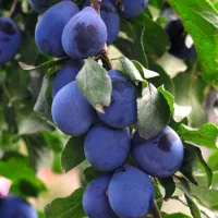 فروش انواع نهال های تخصصی با مجوز|خدمات باغبانی و درختکاری|اسدآباد, |دیوار