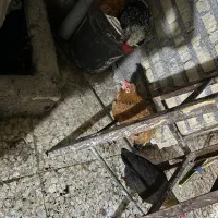مرغ و خروس