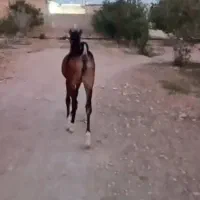 دوعددکره مادیان|اسب و تجهیزات اسب‌سواری|شیراز, اکبر آباد|دیوار