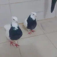 طوقی مفت|پرنده|بیرجند, |دیوار