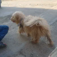 سک پاکوتاه باهال حرف گوش من فروشی نیرسه