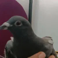 خونه اجاره ای هوشک