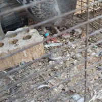 ۲تا جوجه پلاکی ۱عدد ماده دمزرد و۳عدد بلندگیر|پرنده|هندیجان, |دیوار