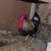 مجسمه خروس