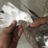 نر سو دار|پرنده|ازنا, |دیوار