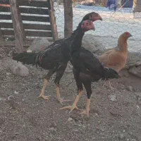 جوجه اوشامو|حیوانات مزرعه|اردبیل, |دیوار