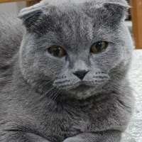 اسکاتیش بلو دوبل فولد شورت هیر ماده