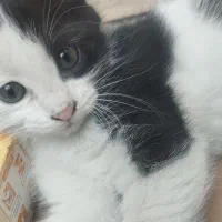 بچه گربه دو ماهه غذا خور