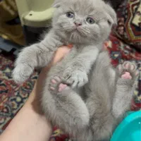 گربه اسکاتیش لیلاک