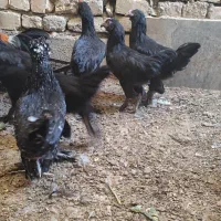 جوجه خروس سیاه مرندی