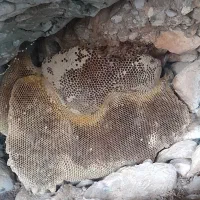 عسل کوهی