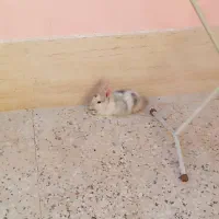 خرگوش کوچولوی بازیگوش بامزه|موش و خرگوش|شهرکرد, |دیوار