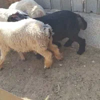 بره میش کهره بز چاق|حیوانات مزرعه|شیراز, داریون|دیوار