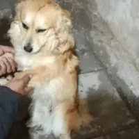 سگ مرتب وتمیز واروم