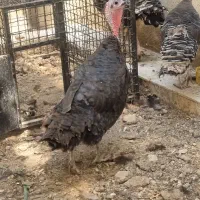 بوقلمون