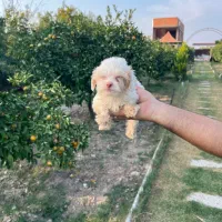 فروش توله سگ|سگ|بهشهر, |دیوار