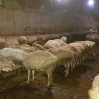 استخدام کارگر در دامداری کلور