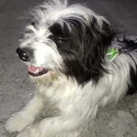 شیستزو سفید مشکی