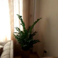 گل زاموفیلیا مصنوعی وارداتی|گل مصنوعی|ری, شهادت|دیوار