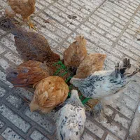 نیمچه برهما 5 ماهه لایت،مشکی،طلایی،پاتریچ،خاکستری|حیوانات مزرعه|اصفهان, پوریای ولی|دیوار