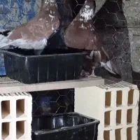 یک جفت کبوتر