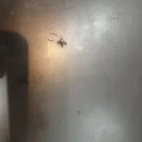 لنوو thinkpad E570|رایانه همراه|یزد, |دیوار